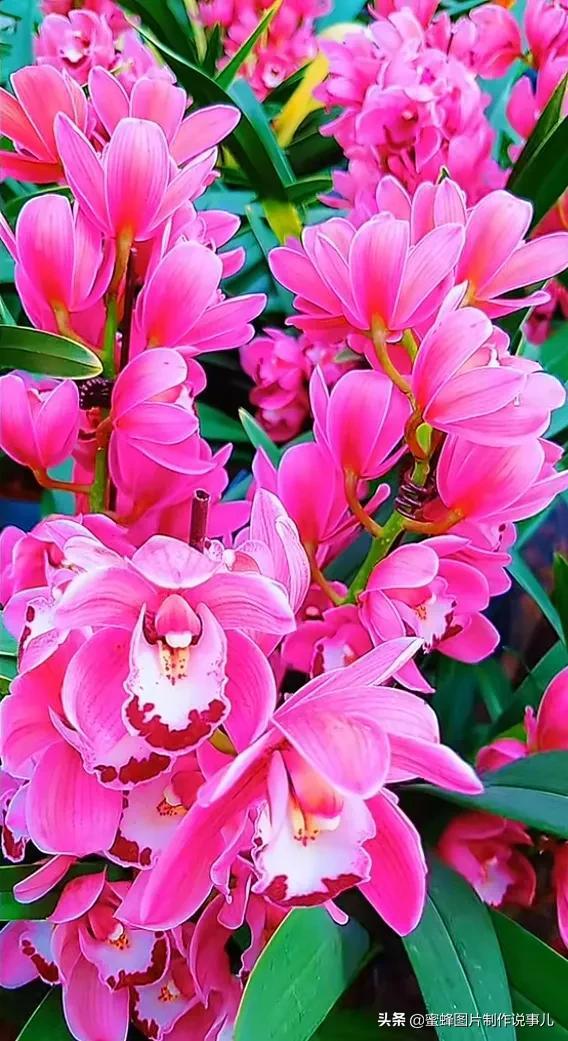 风景美图，风景美图壁纸（鲜花争艳，美景如画，过目不忘）