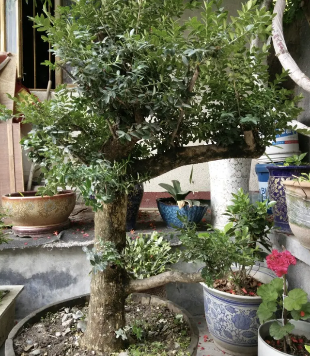 雀舌罗汉松小苗价格多少钱一棵，雀舌罗汉松价格是多少（2种花价值“上千”）