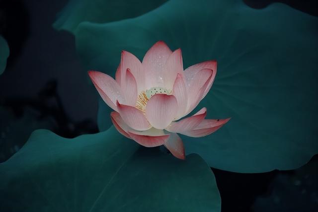形容花漂亮唯美的诗句，形容花花草草非常优美的诗句（看盛夏最美丽的景象）