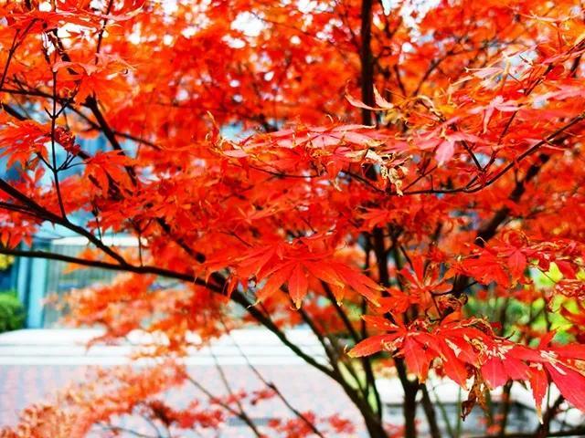 秋天是一个什么样的季节，秋天是一个什么样的季节写一段话（分享绝美秋色：叠翠流金）