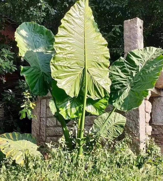 十大寓意不幸的花，寓意逢考必过的花（​这些“鲜花美人”不能放在室内）