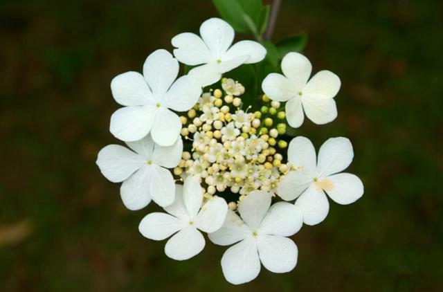 花，花好月圆人长久（72种鲜花欣赏图片）