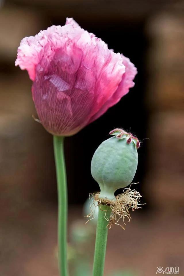 鲜花图片，鲜花图片下载 免费（分享图片：60款精美花卉图）