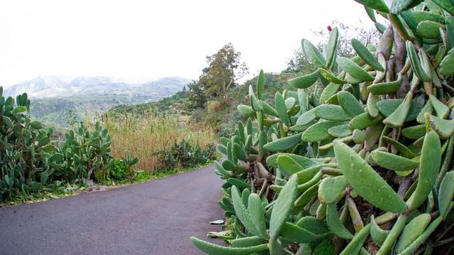 仙人掌的果实叫什么，仙人掌的果实有什么作用与功效（回乡种仙人掌、养胭脂虫）