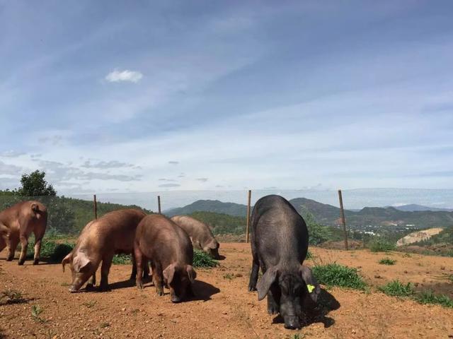 云南的风俗和特色，云南的风俗特点（云南少数民族家庭习俗知多少）
