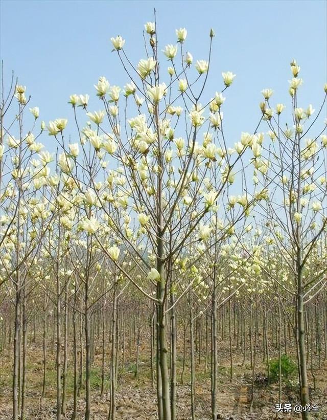 常用园林树种有哪些，园林花卉有哪些树种（这10种庭院树种观赏效果不错）