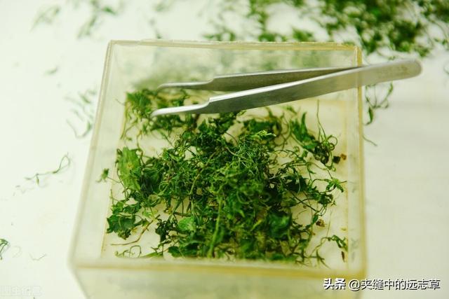 纹股蓝的功效与作用，讲一味小小的绞股蓝