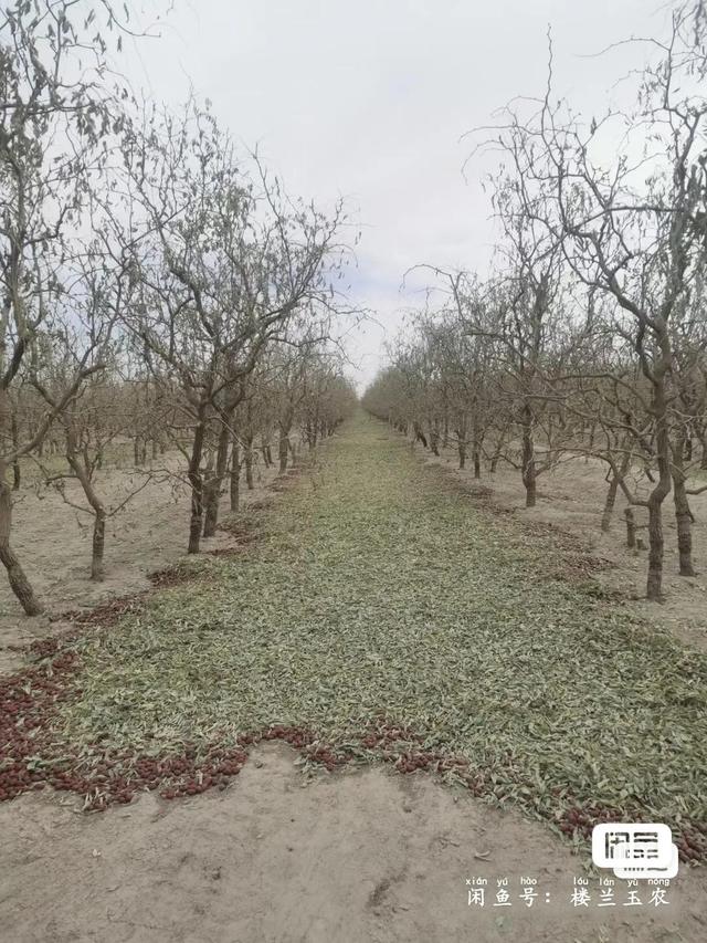 若羌红枣的功效与作用，若羌枣和和田枣哪个好（新疆若羌红枣）