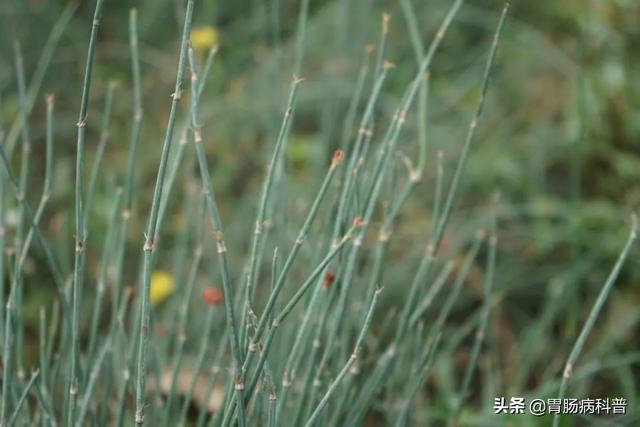 曼陀罗花的图片，曼陀罗花是什么（301味中药材的原植物彩色图谱）