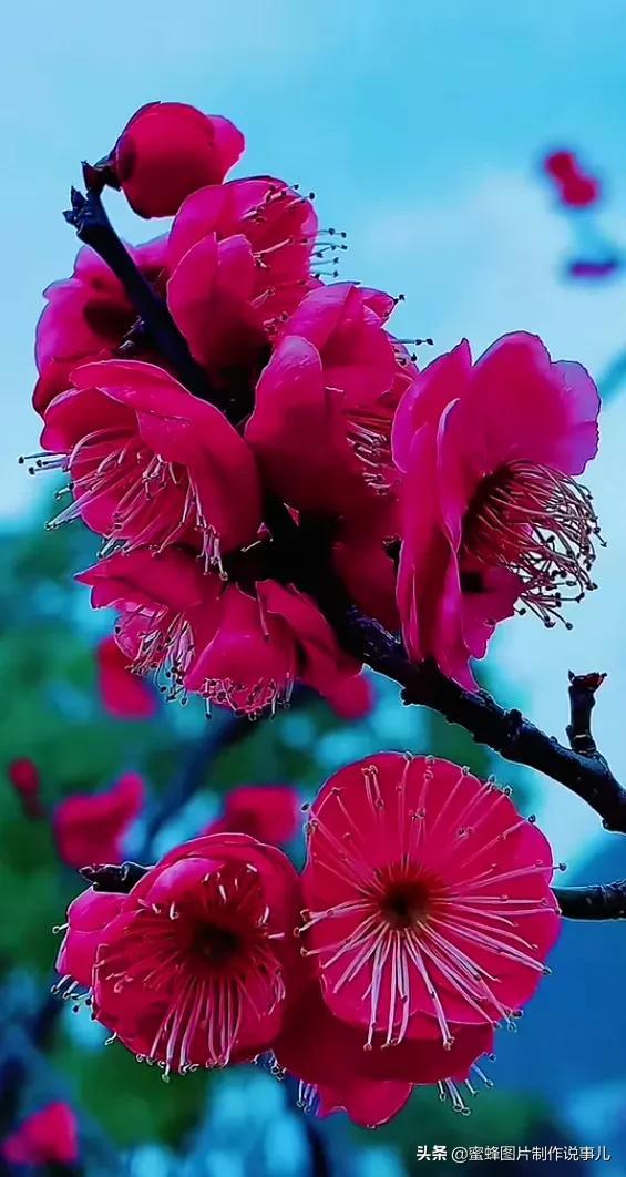 美图，可做壁纸，可以做壁纸的图片 唯美（愿你的生活像花一样灿烂）