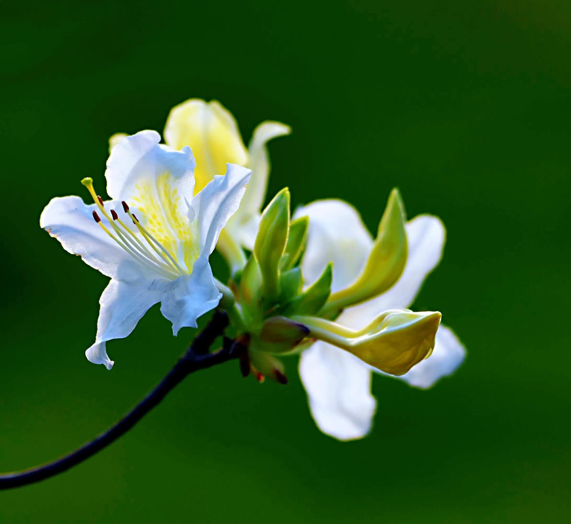 姹紫嫣红杜鹃花(皋月杜鹃五彩夏鹃品种图片) - 彝家农业网