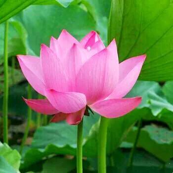 夏天荷花的描写，描写夏天荷花的景色（夏日荷花別样美）