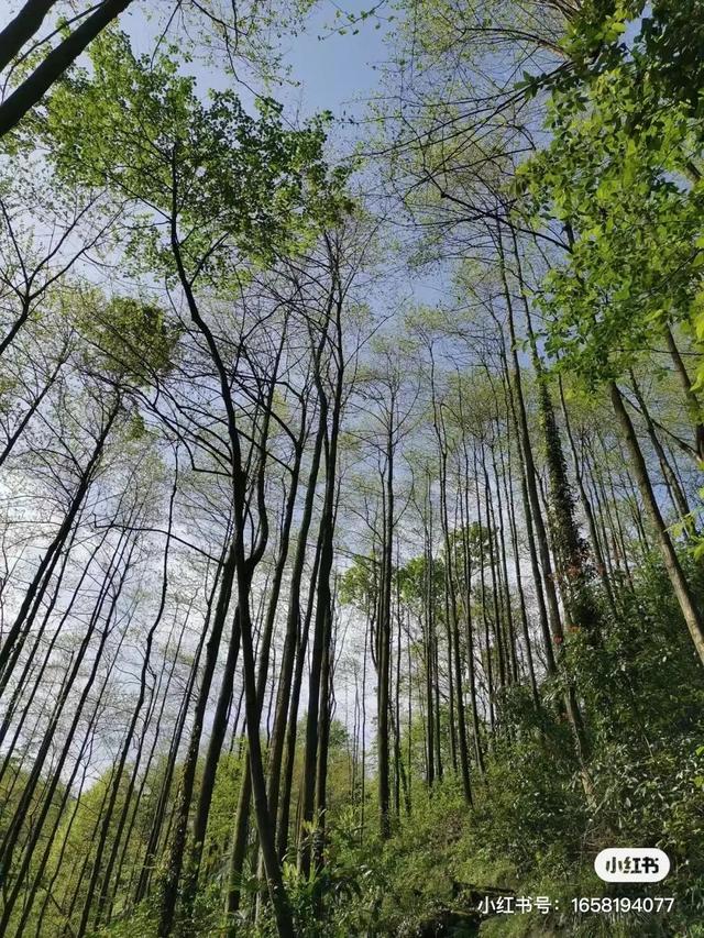 距离成都2小时小众的露营基地，成都近郊9个小众徒步露营耍水地