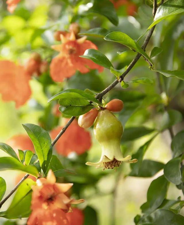 芒种是什么意思，二十四节气之芒种（芒种丨这么忙，这么美）