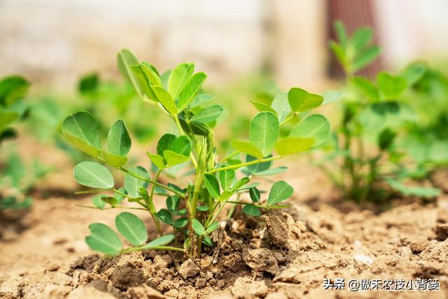 花生的生长过程，花生是怎么长出来的（又能促进开花结荚多收花生果）