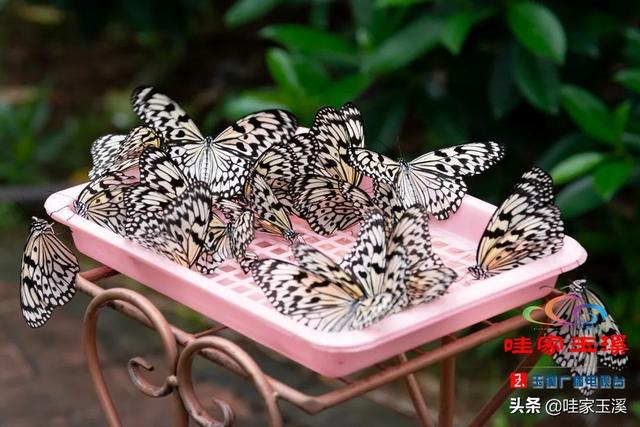 蝴蝶的家在哪里，蝴蝶的家在哪里呀正确答案（“元江籍”蝴蝶在这里繁育）