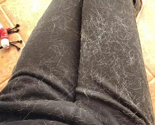 犬和狗有什么区别，犬与狗的区别（“养狗”和“不养狗”的区别）