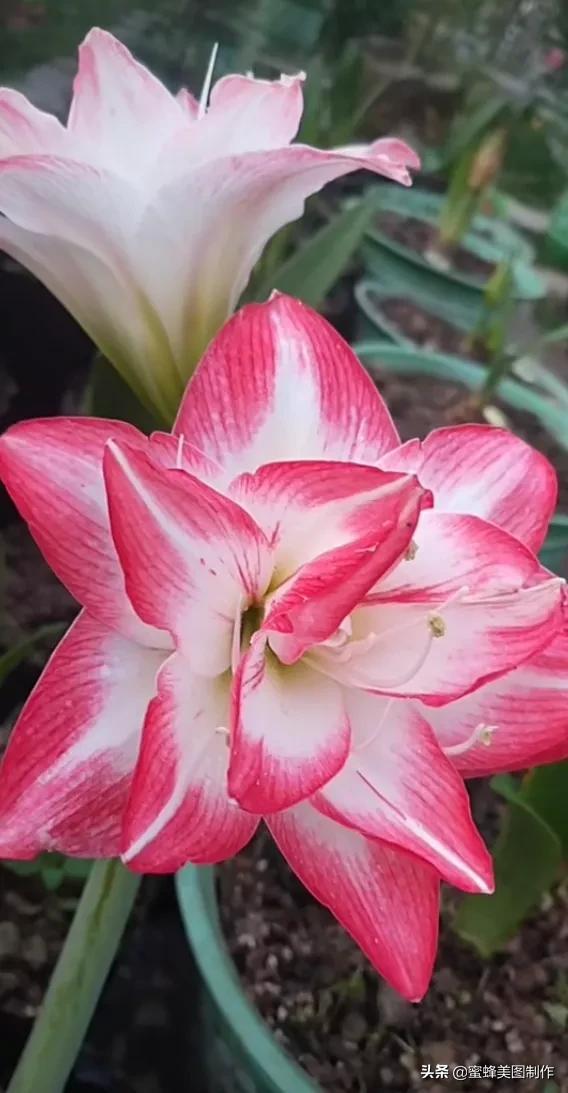 适合发心情的图片   赏图愉快哦:），关于发心情的图片（鲜艳欲滴的花朵）