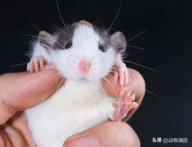 宠物鼠有几种，宠物鼠有哪几种（物种百科：花枝鼠）