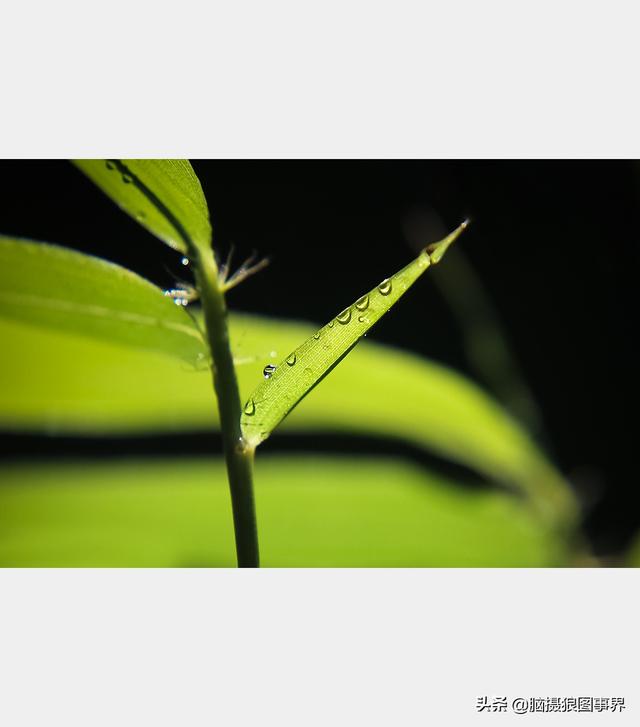 好看的图片。，好看的图片背景（实拍25张唯美的花草照片）