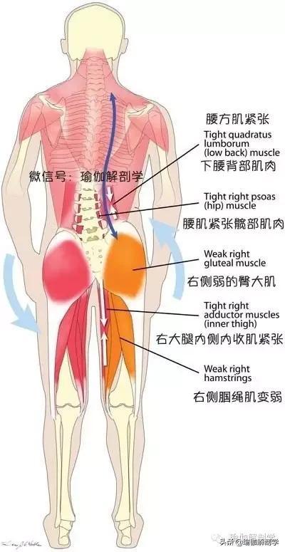 拉筋运动的10个方法（10个动作拉伸，加强腰方肌，缓解腰痛）