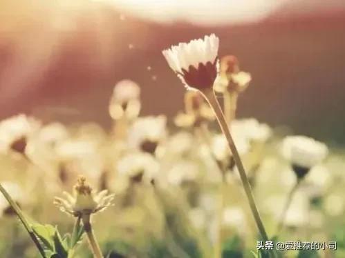 考试顺利的祝福语，考试顺利的祝福语8个字（金榜题名的唯美句子）