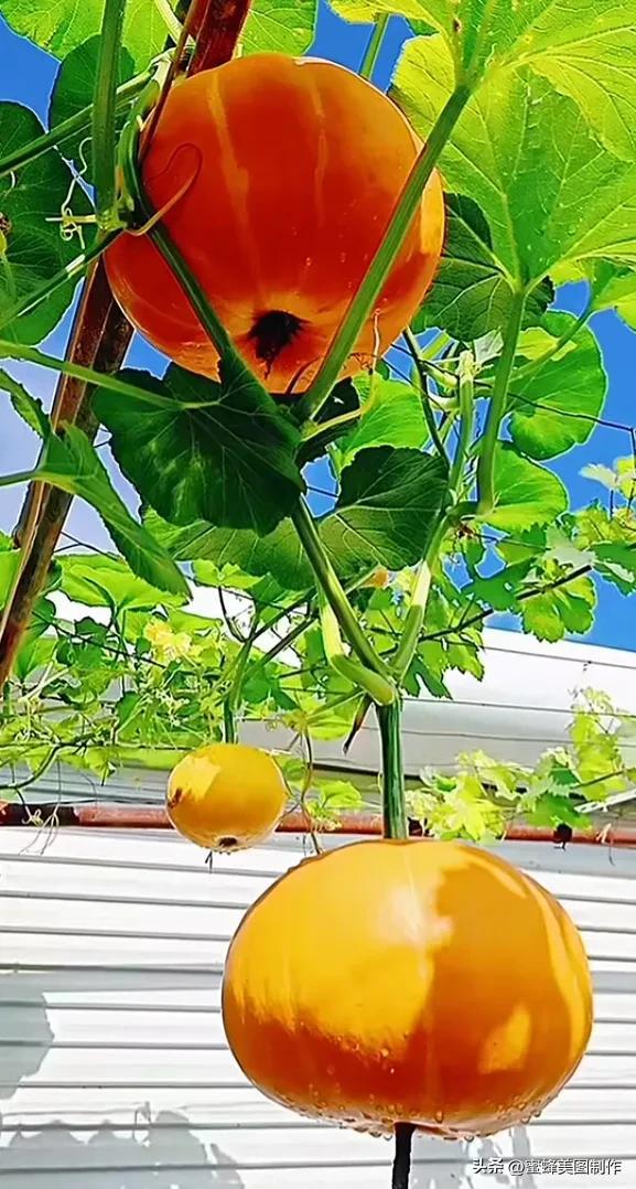 四个季节各有什么水果和蔬菜，四个季节各有什么水果和蔬菜和水果（60张水果蔬菜壁纸美图）