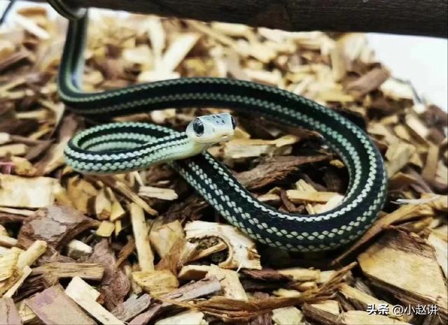 玉米蛇认主人吗，养蛇会认主人吗（蛇中“纸老虎”）