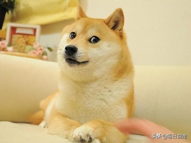 如何养好一只柴犬，养一只柴犬是什么体验（史上最全：柴犬饲养大法）