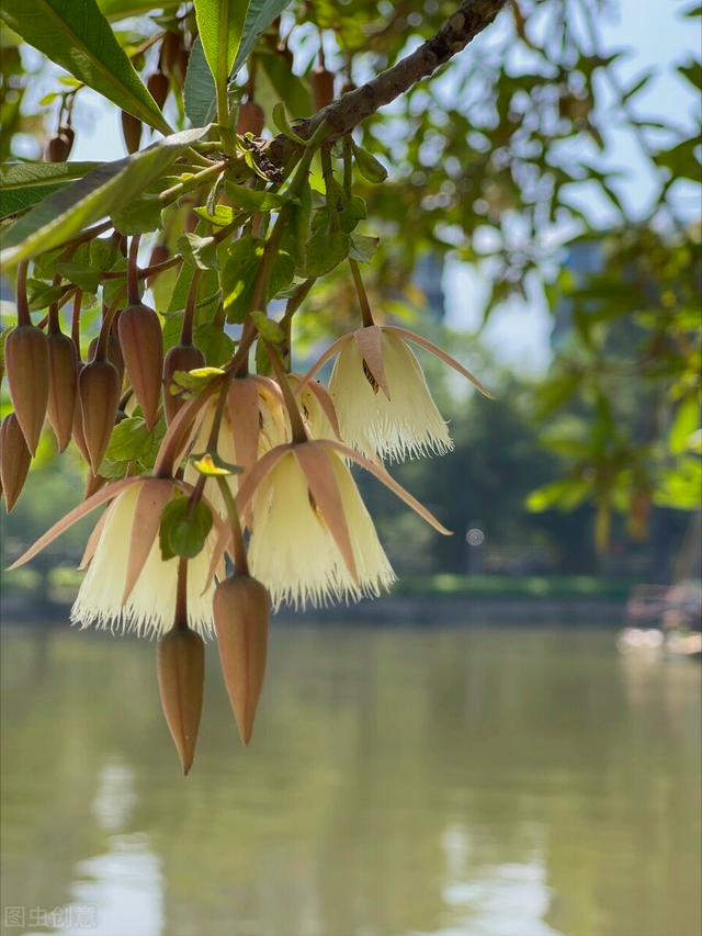 发朋友圈向日葵的句子，朋友圈晒向日葵的心情短语（春暖花开爱钟情）