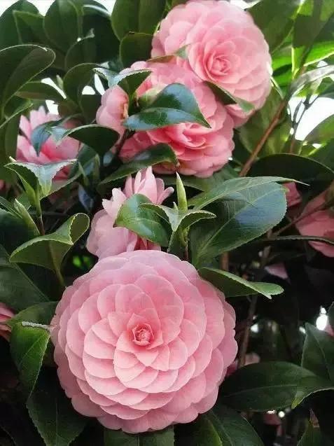 山茶花图片 唯美(清新淡雅山茶花) - 彝家农业网