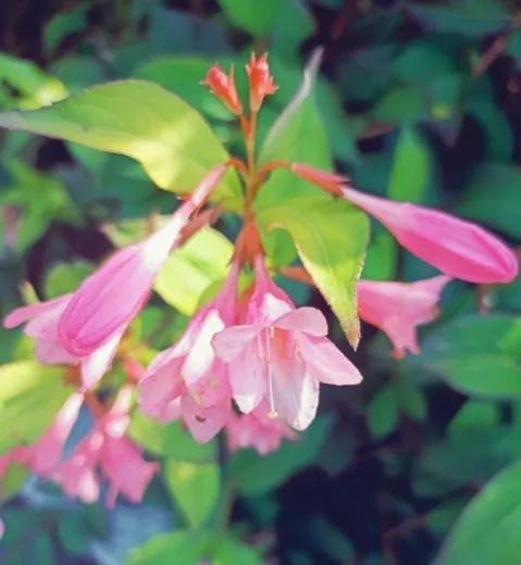 五彩锦带的养殖方法和注意事项，五彩锦带的养殖方法和注意事项有哪些（愿你人生前程似锦、绚丽多彩）