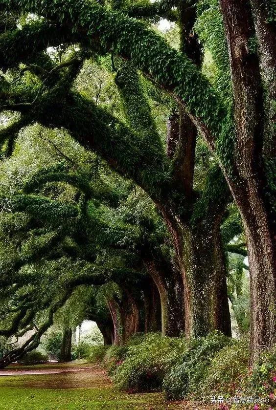 铁树开花的方法，铁树开花的方法有哪些（铁树开花了，也有芬芳的一天）