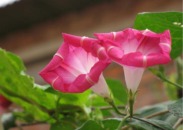 牵牛花习性,牵牛花怎么种(花百科——牵牛花)