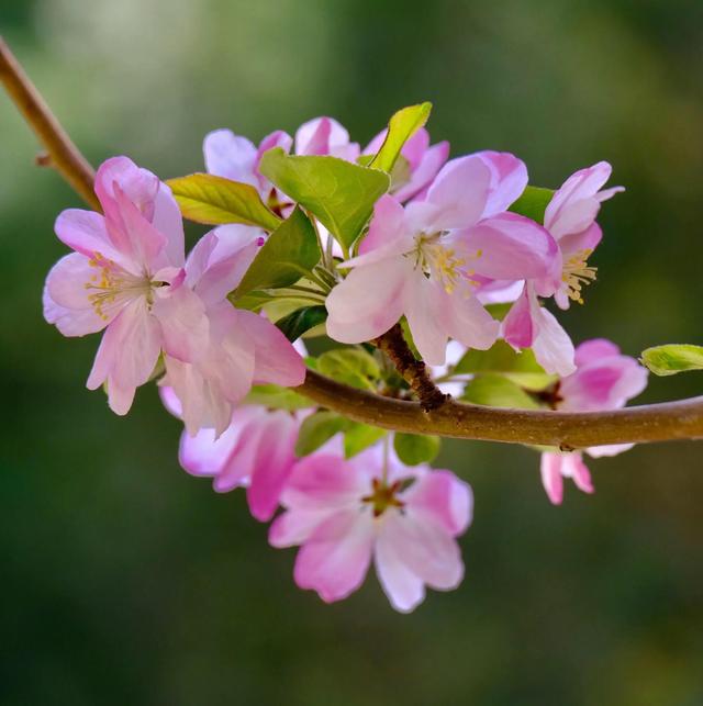 西府海棠图片，西府海棠～花苞胭脂点点（西府海棠）