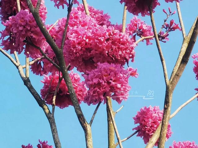 紫花风铃木可以盆栽吗，紫花风铃木北方能成活吗（分享——紫花风铃木）