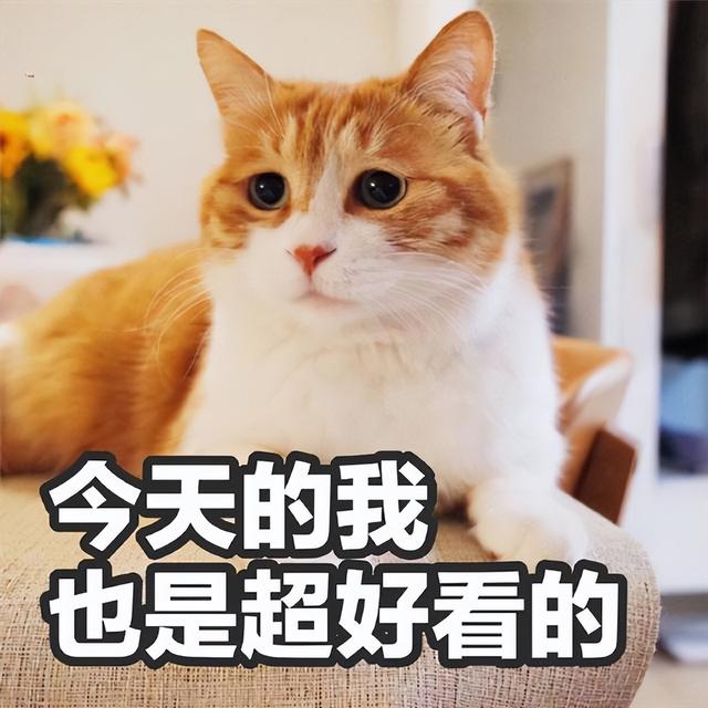 十大颜值最高的猫，10大颜值高的猫（猫界颜值排行榜）