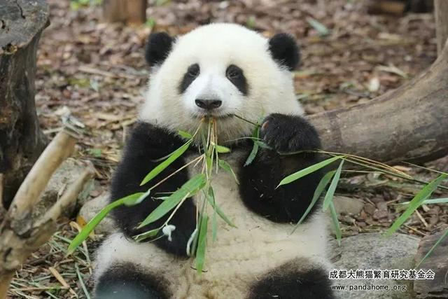 ​游客认错花花，就是那个三角形饭团~