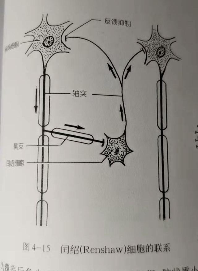 灰质和白质的区别，灰质和白质是什么东西（脊髓灰质解剖结构）