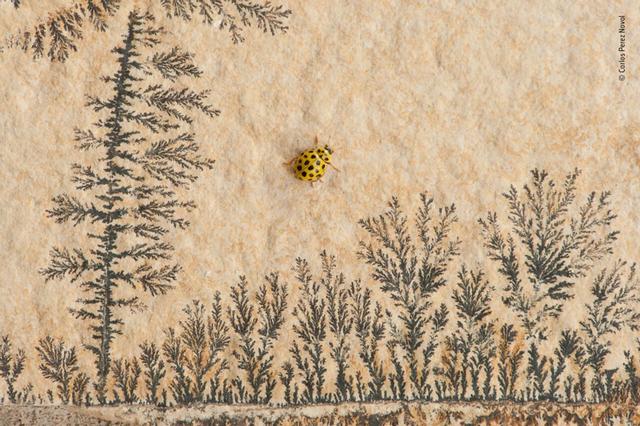 欧美吴彦祖，微信头像，欧美吴彦祖（2018年度最佳野生动物摄影作品图集）