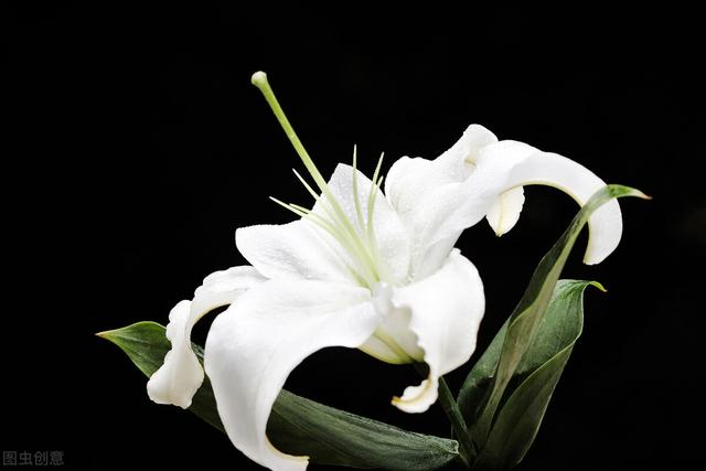 送百合花代表什么意思，百合花代表什么象征意义（<百合>不同的百合代表什么呢）