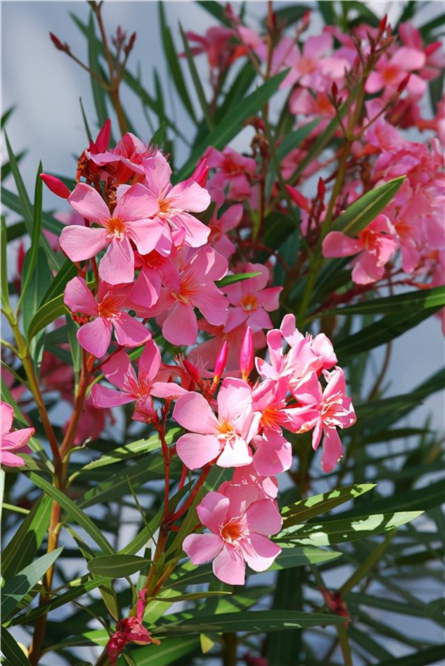 铃兰花有毒吗，铃兰花有毒吗 铃兰花适合放在室内养吗风铃花种植（8种“大毒花”）