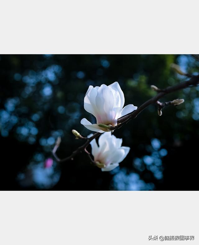浪漫之花朵，一朵鲜花的浪漫（实拍26张玉兰花的照片图片）