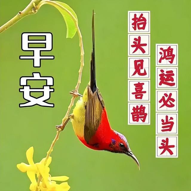 早上好的表情包，早上好表情图大全带字（最新的漂亮早上好问候表情图片）