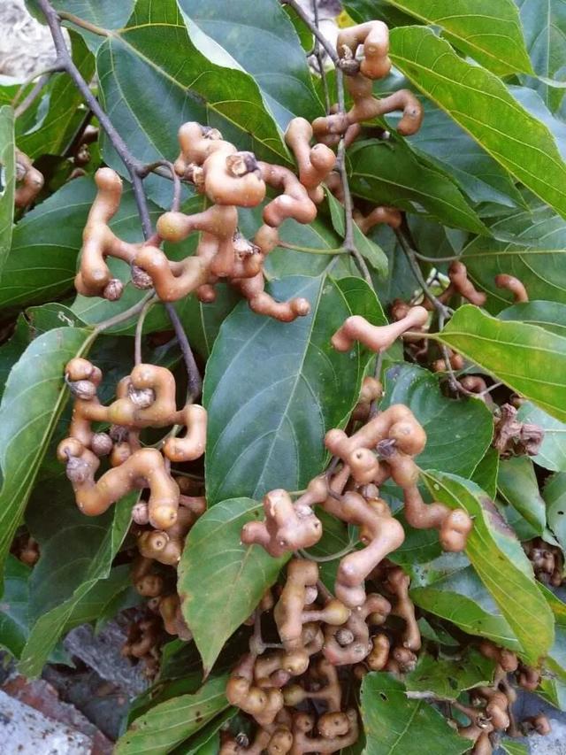 雪莲果图片，这13种水果因为名字被误解（雪莲果图片叶子图片）