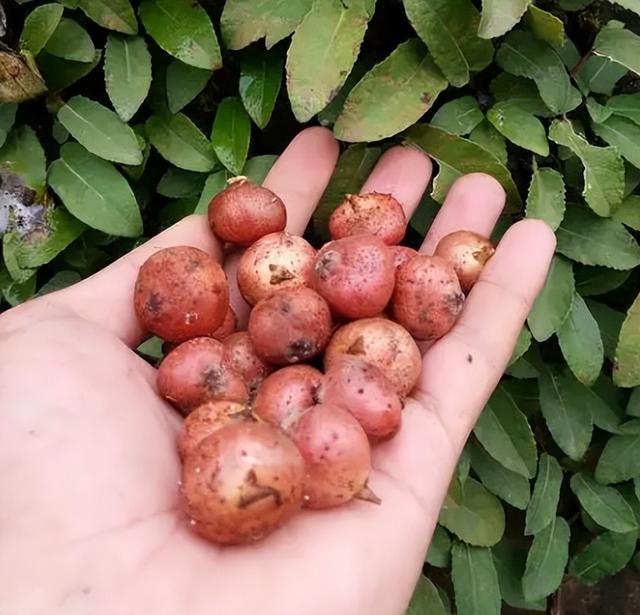 大番薯是什么意思,广东大番薯是什么意思(常顶着烈日去寻找)_犇涌向乾