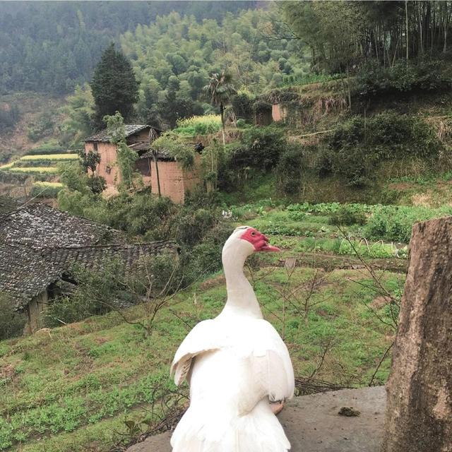 微信读书无限卡，如何免费领取微信读书无限卡（微信读书时长1000+推荐书籍）