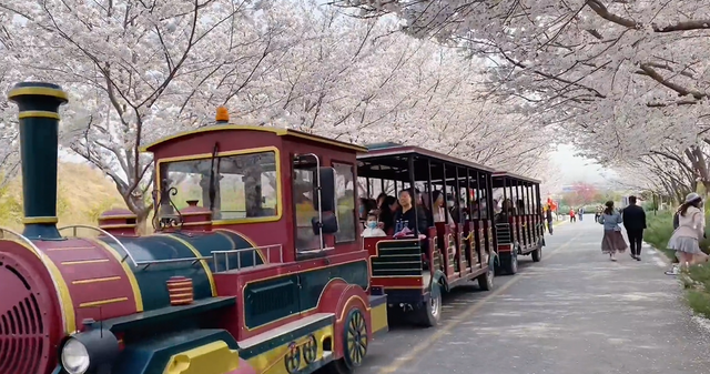 郑州樱花园在哪里，去郑州看樱花哪里好（郑州适合春天适合带孩子玩的宝藏地）