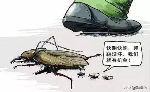 蟑螂是怎么产生的，蟑螂是怎么形成的（人送外号“小强”）