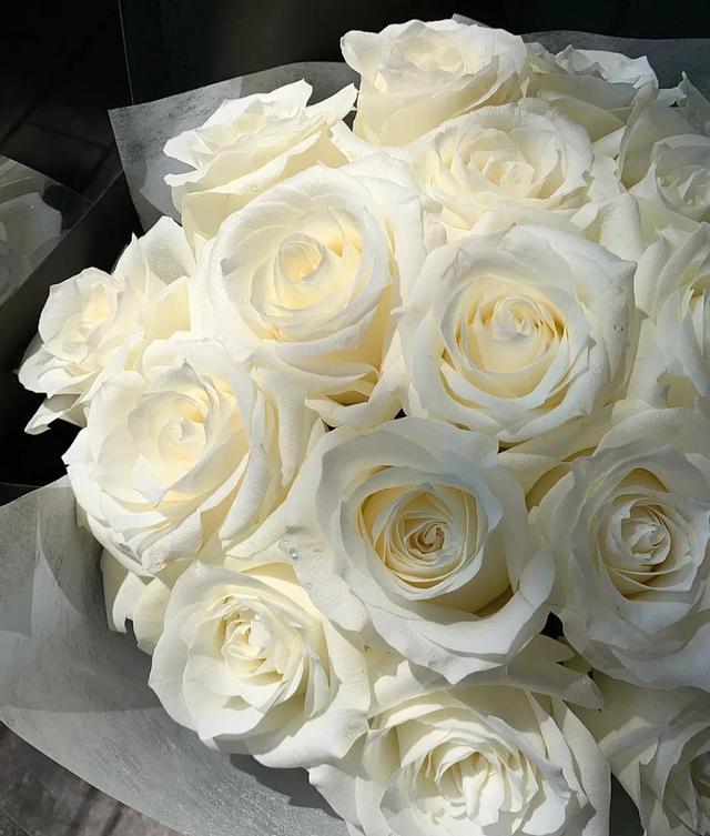 白玫瑰花语象征与寓意，白玫瑰的寓意象征意义（各种颜色玫瑰花的花语）